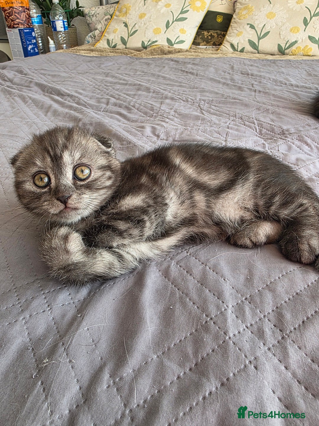 Scottish Fold cats for sale: Tabby Scottish Fold Kittens - Advert 22