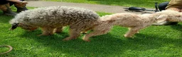 Bedlington Terrier dogs for sale: Beddlington terrier pups for sale - Advert 3