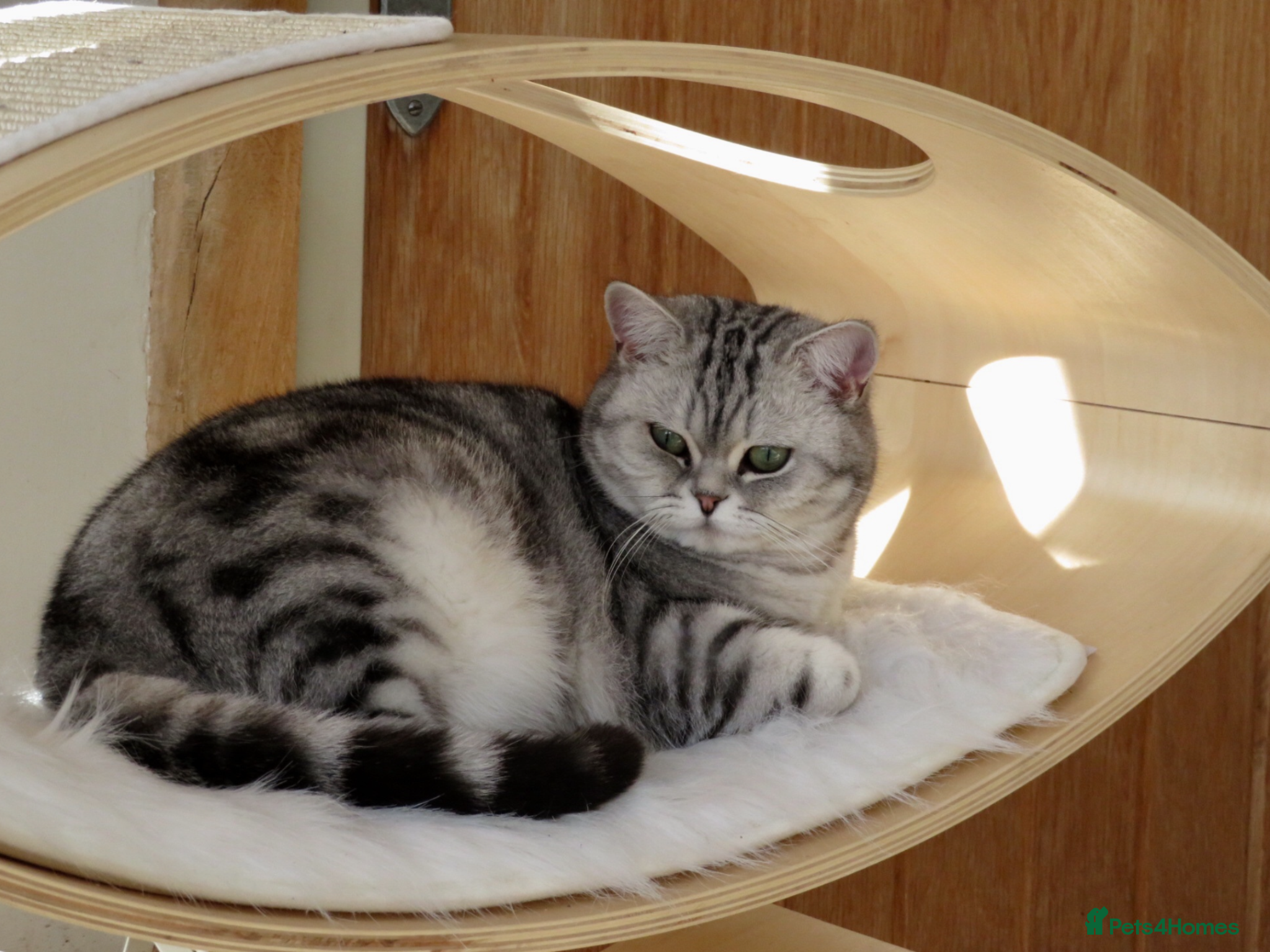 British Shorthair cats Top Quality kittens - Advert 2