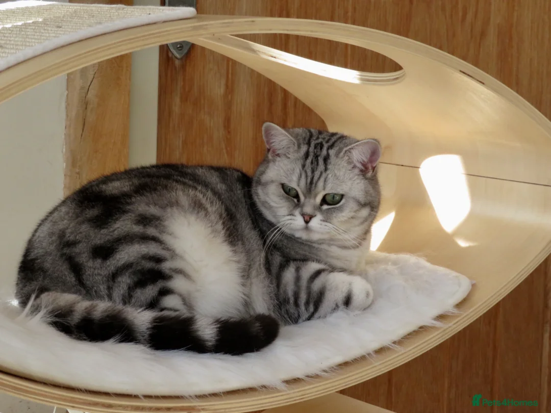 British Shorthair cats for sale: Top Quality kittens - Advert 2