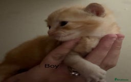 Mixed Breed cats for sale: 1 beautiful girl kitty left ready now - Image 9