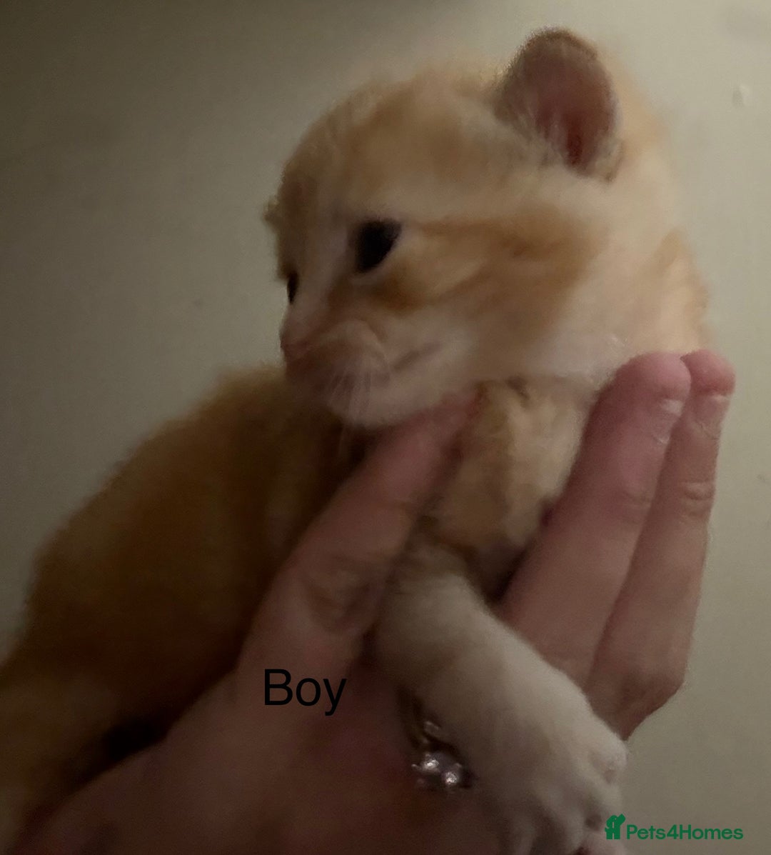 Mixed Breed cats for sale: 1 beautiful girl kitty left ready now - Image 9