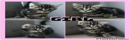 Mixed Breed cats for sale: X4 gorgeous kittens available - Advert 2
