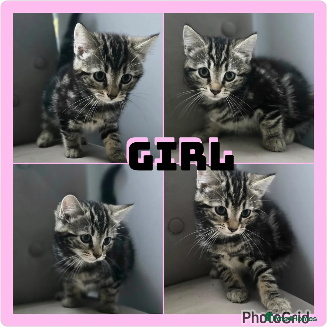 Mixed Breed cats for sale: X4 gorgeous kittens available - Advert 2
