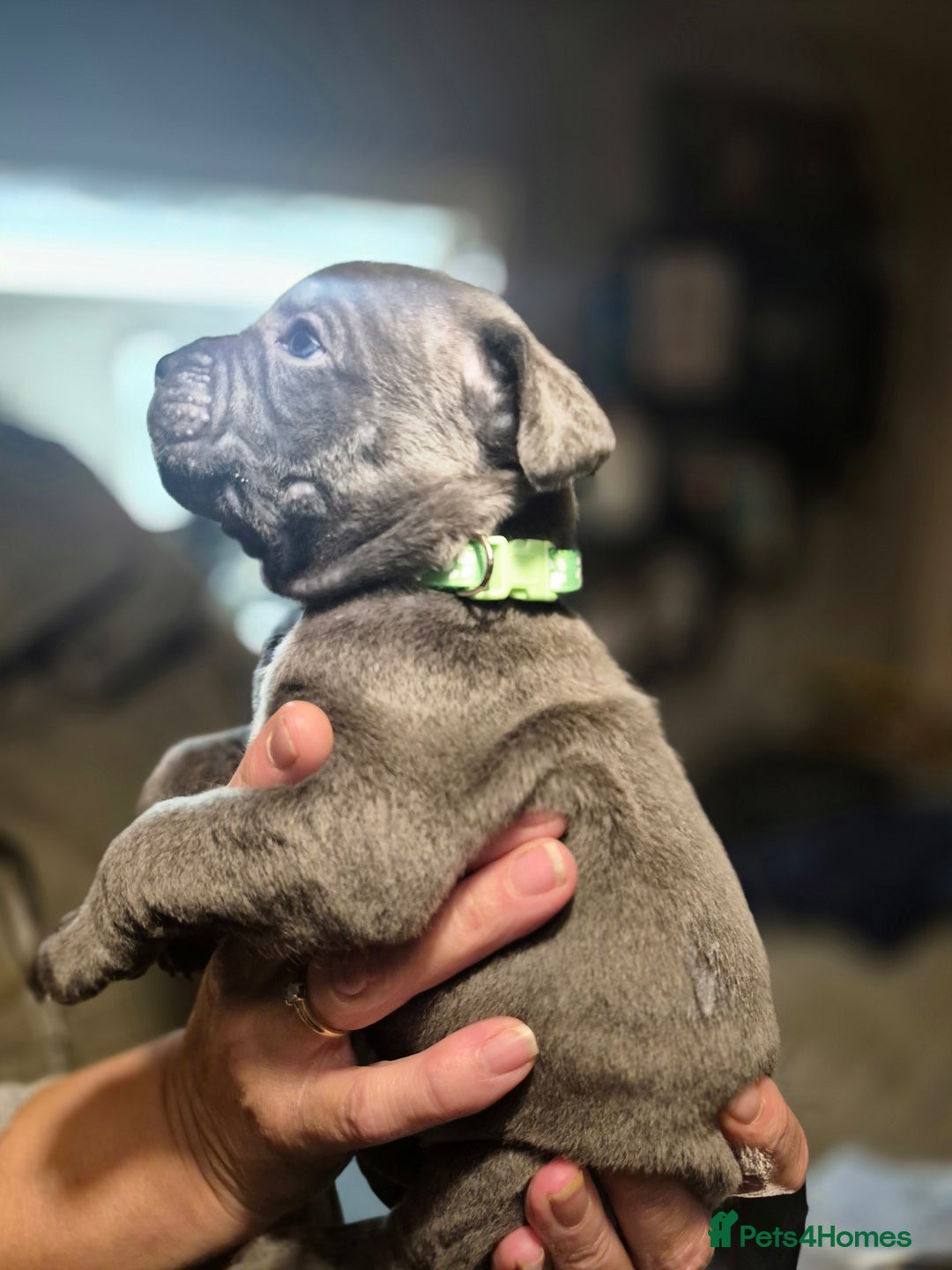 Cane Corso dogs for sale: Mum (3/4 cane corse) Dad (Full Cane corso)KANO - Advert 16