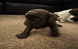 Cockapoo dogs for sale: Cockapoo Puppies F2 - Image 14