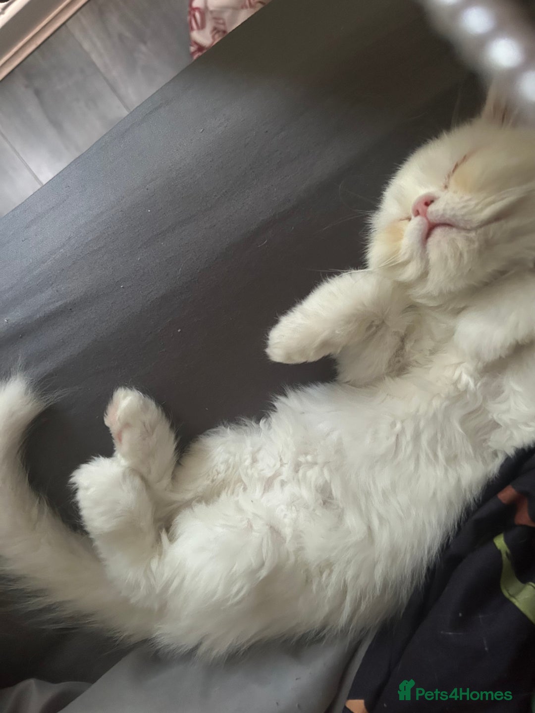 Persian cats for sale: Beautiful Persian kittens - Advert 7