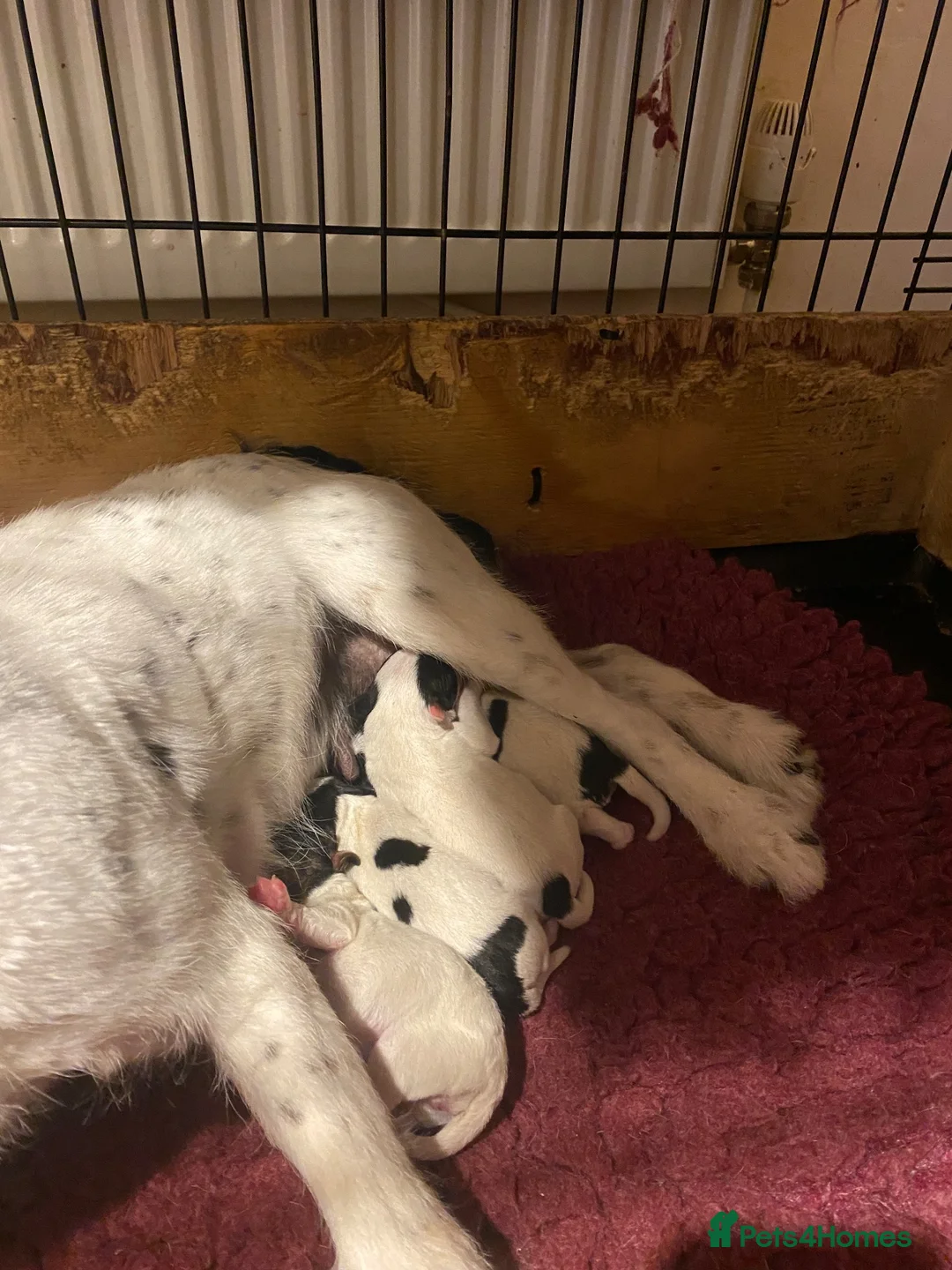 Jack Russell dogs for sale: Good quality Jack Russell dog puppy  - Advert 7