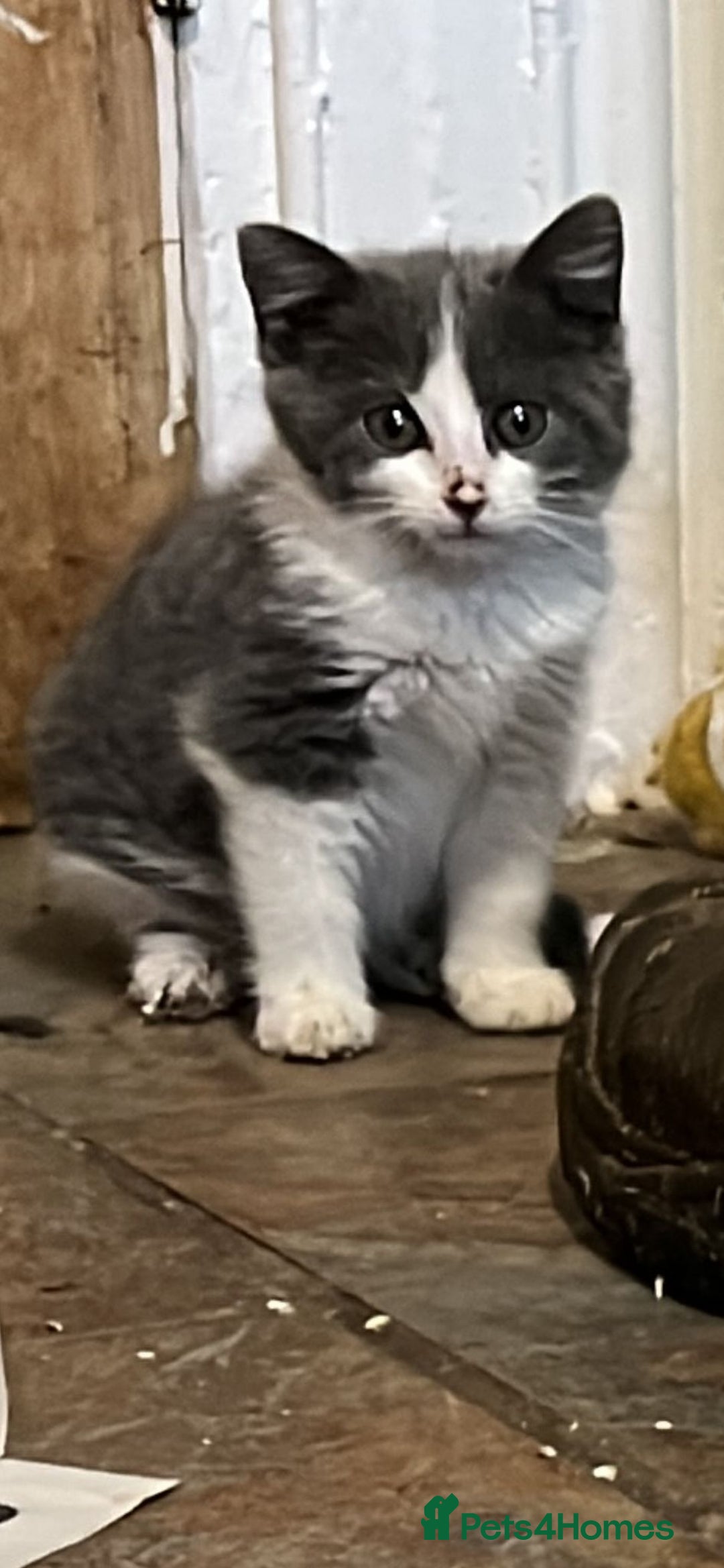 Mixed Breed cats for sale: Long and short haired, litter trained kittens  - Advert 9