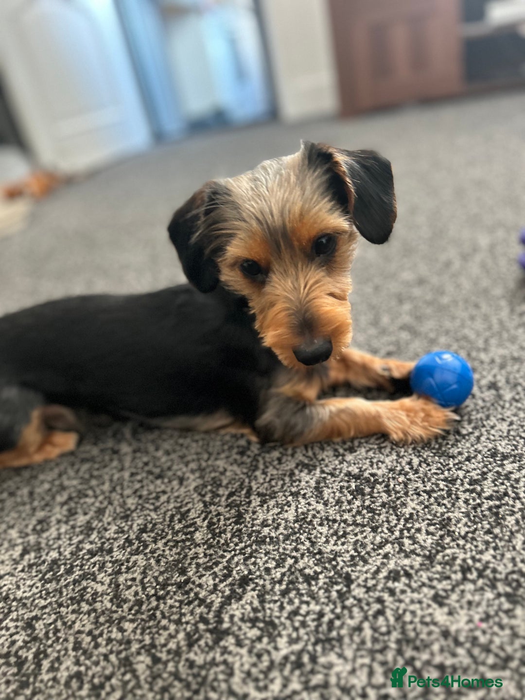Miniature Dachshund dogs for stud: Duke the dorky  in Sunderland - Image 3