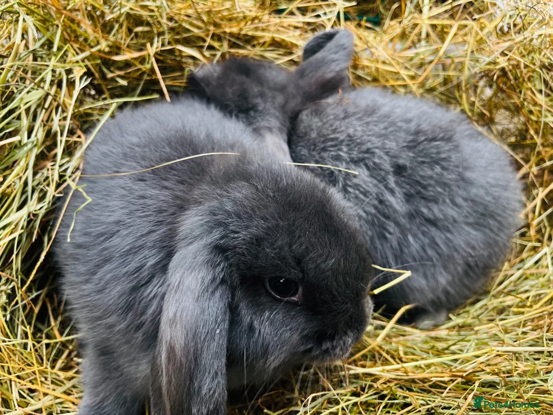 Mini Lop rabbits for sale: Mini lop rabbits - Advert 3