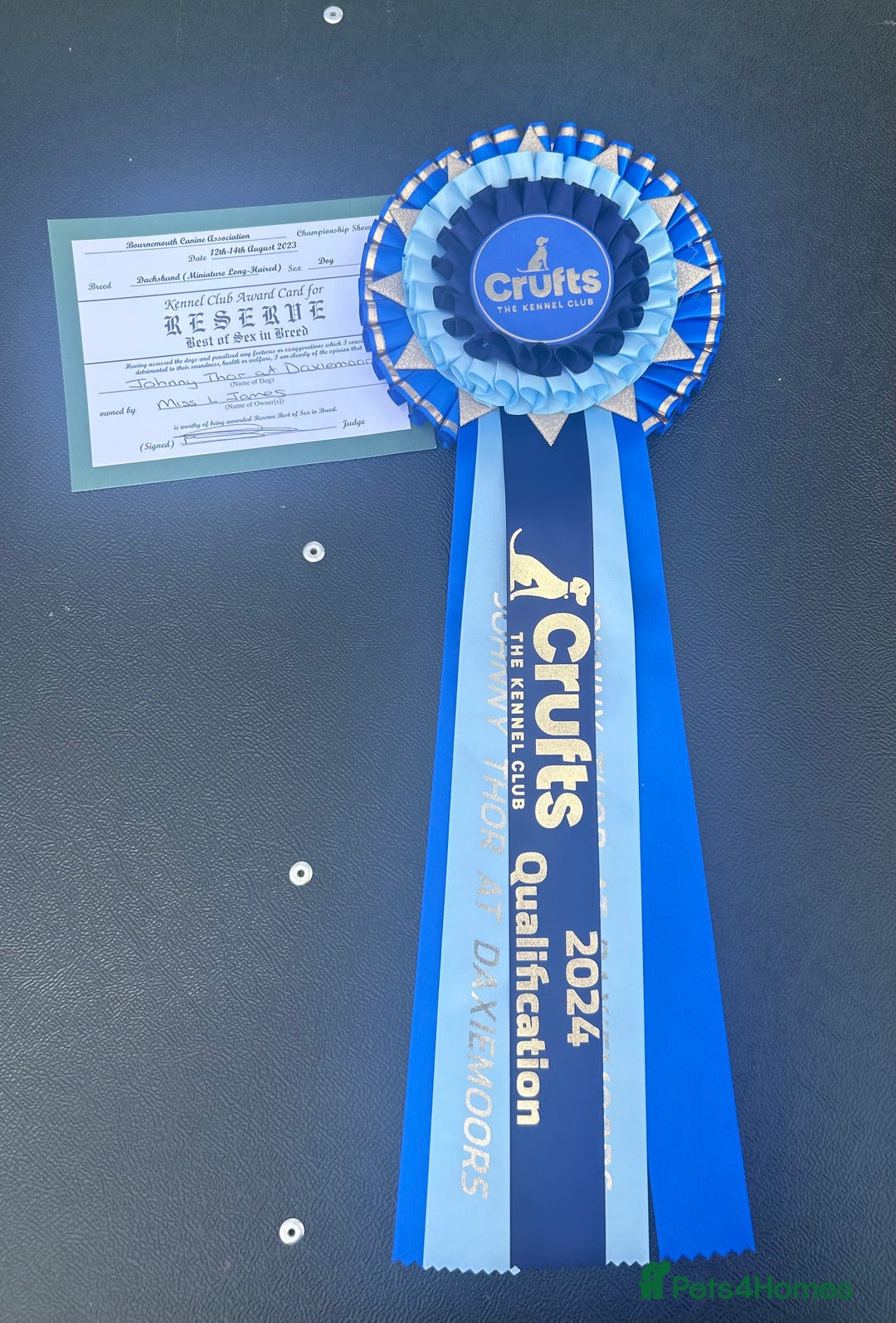 Miniature Dachshund dogs for stud: Shaded cream miniature longhaired Stud in Newton Abbot - Advert 8