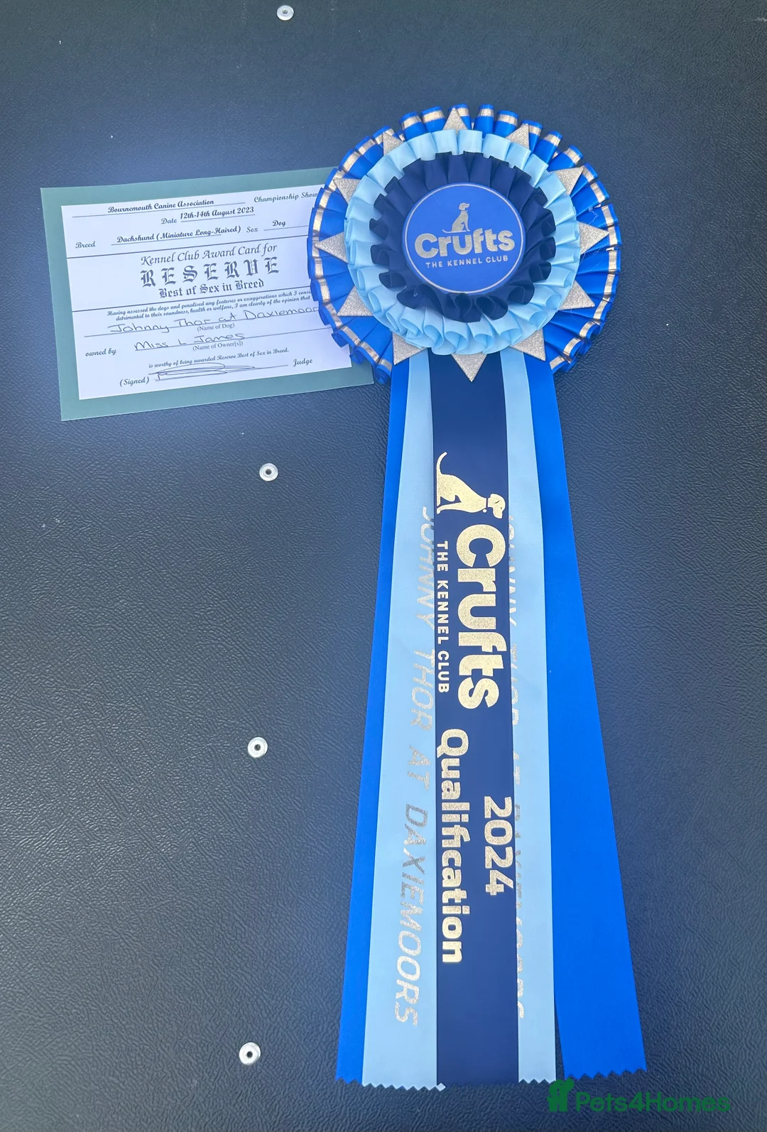 Miniature Dachshund dogs for stud: Shaded cream miniature longhaired Stud in Newton Abbot - Advert 8