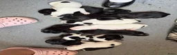 Mixed Breed dogs for sale: 12 stunning sprocker cross blue staffy puppies  - Advert 12