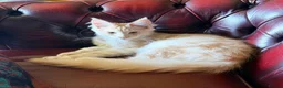 Maine Coon cats for sale: 4 month mainecoon kitten - Advert 6