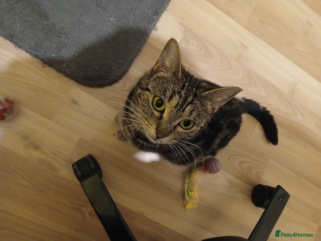 Domestic Shorthair cats for adoption: ADOPTION: Mischief - Advert 4