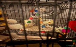 Cockatiels birds for sale: Male and female cockatiels  - Image 2