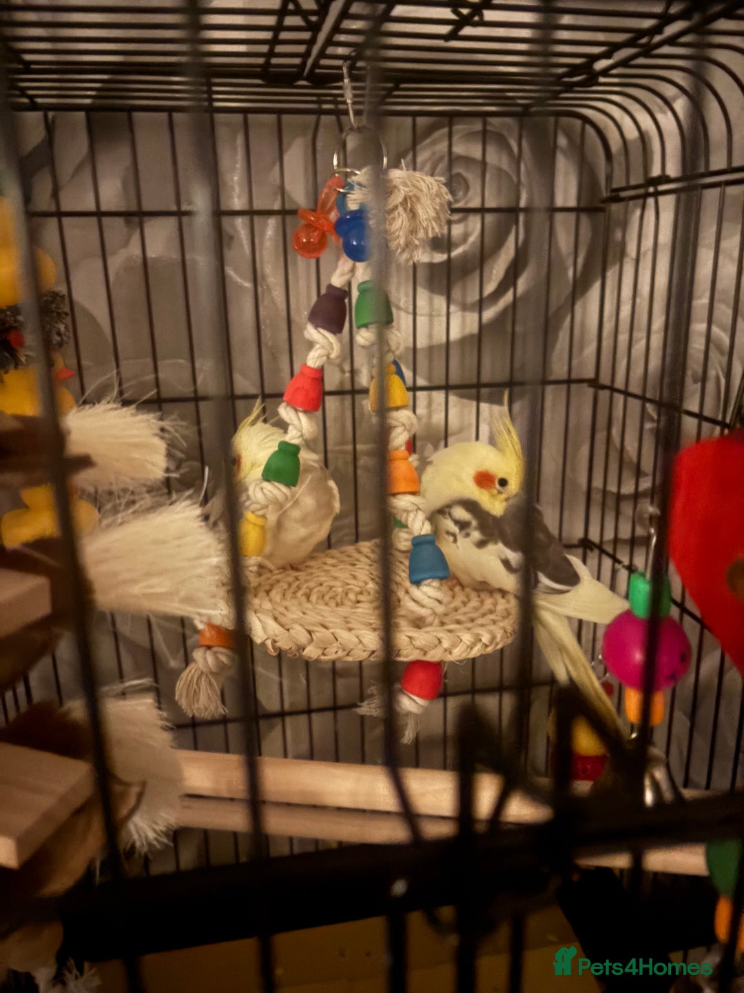 Cockatiels birds for sale: Male and female cockatiels  - Image 2