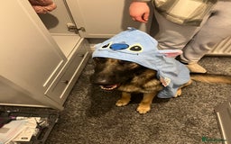 German Shepherd dogs for sale: 3 year old German shepherd pure breed  - Advert 8