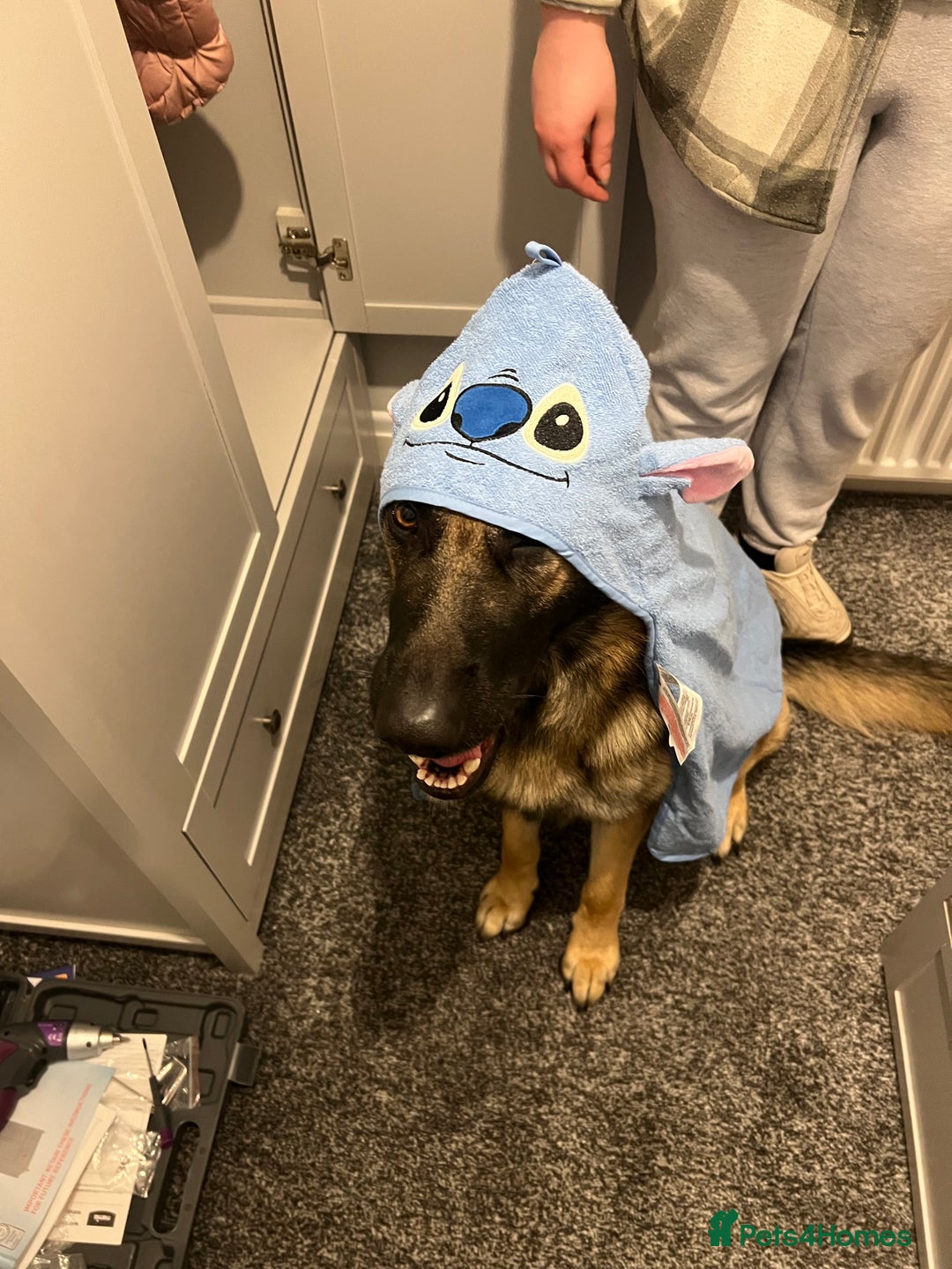 German Shepherd dogs for sale: 3 year old German shepherd pure breed  - Advert 8