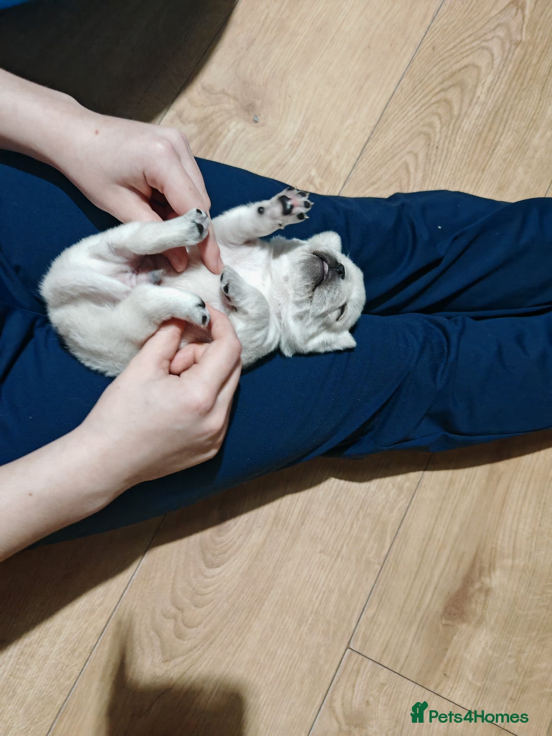 Frug dogs for sale: French bulldog x pug puppies for sale - Advert 8