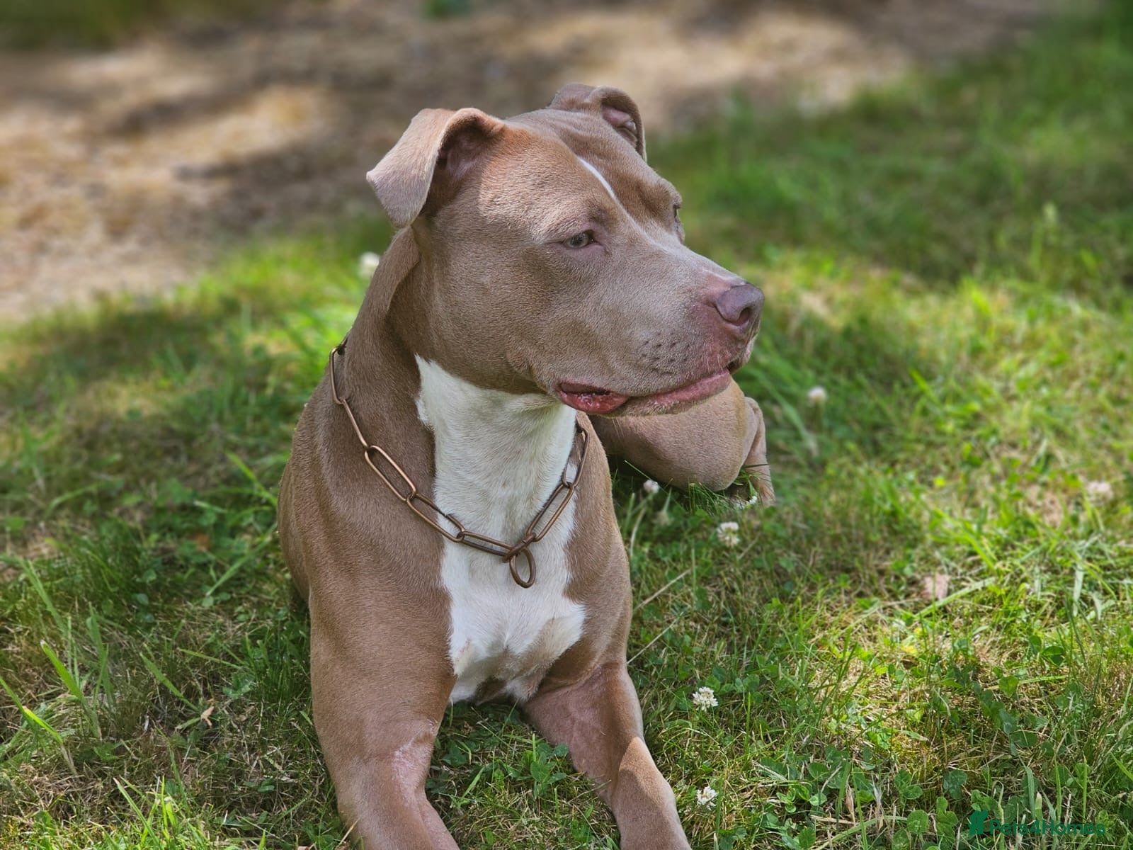 Mixed Breed dogs Staffy x female  - Advert 1