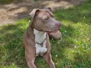 Mixed Breed dogs Staffy x female - Advert 1