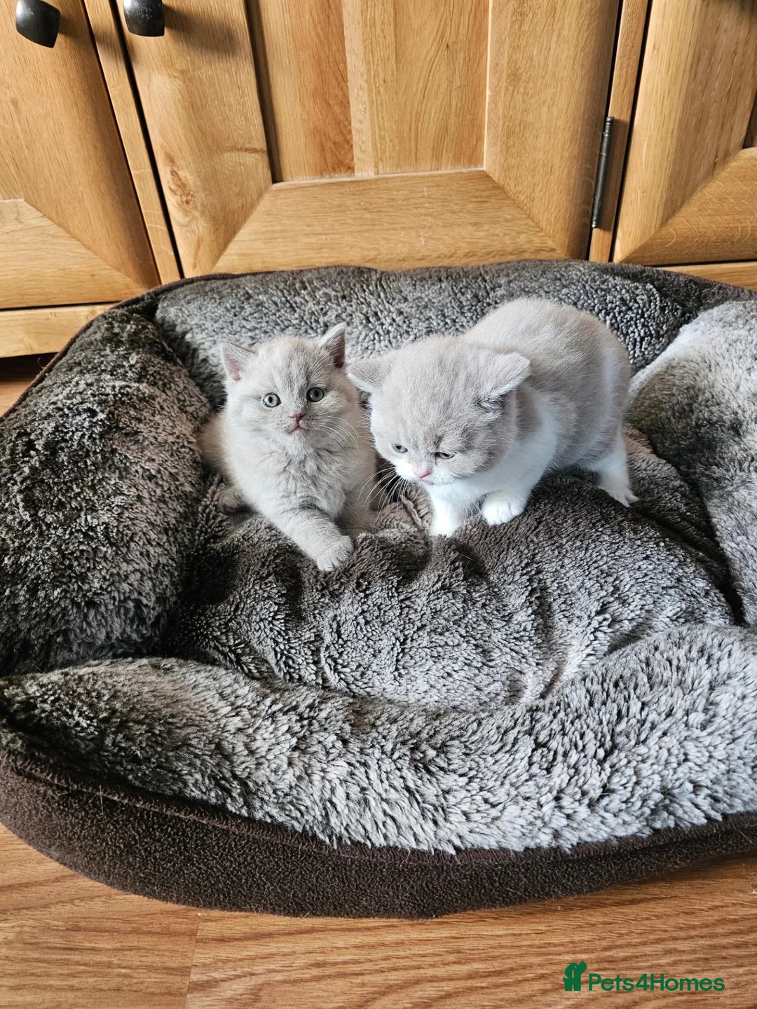 British Shorthair cats for sale: British shorthair kittens for reservations.  - Advert 19