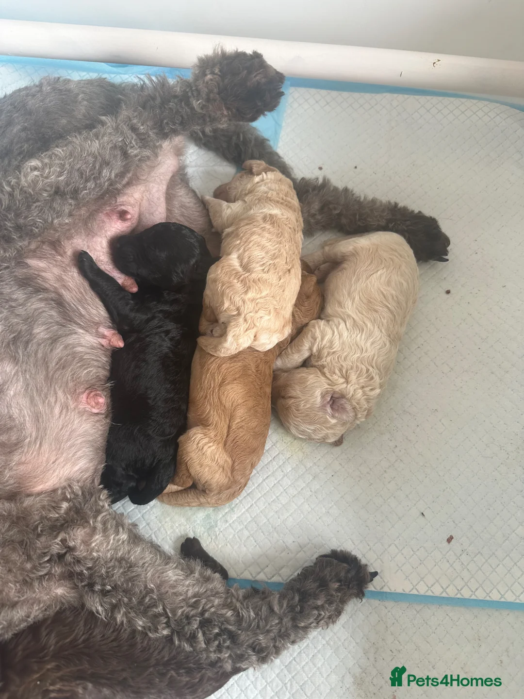 Cockapoo dogs for sale: F2b Cockapoo puppies for sale - Advert 1