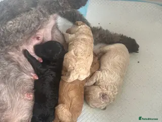 Cockapoo dogs F2b Cockapoo puppies for sale - Advert 7