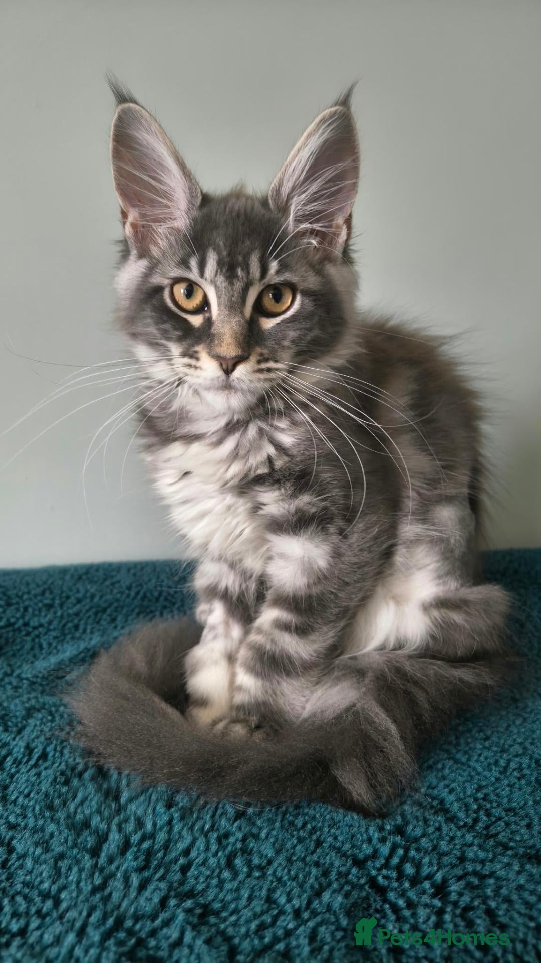 Maine Coon cats for sale: TICA registered Maine coon kittens - Advert 2