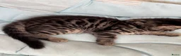 Bengal cats for sale: Female marble bengal kitten in Feltham - Advert 3