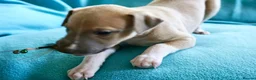 Whippet dogs for sale: Crufts winning parents - Advert 4