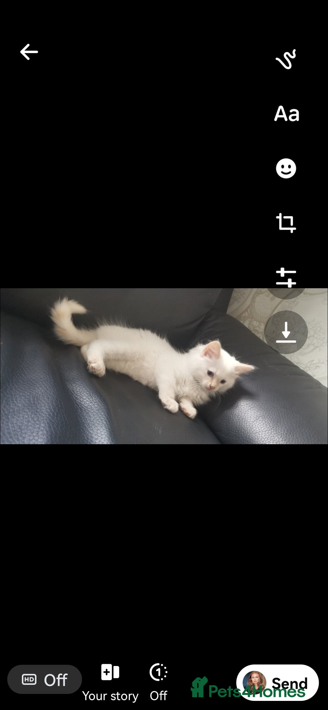 Ragdoll cats for sale: Pure breed health tested ragdoll kittens  - Image 13