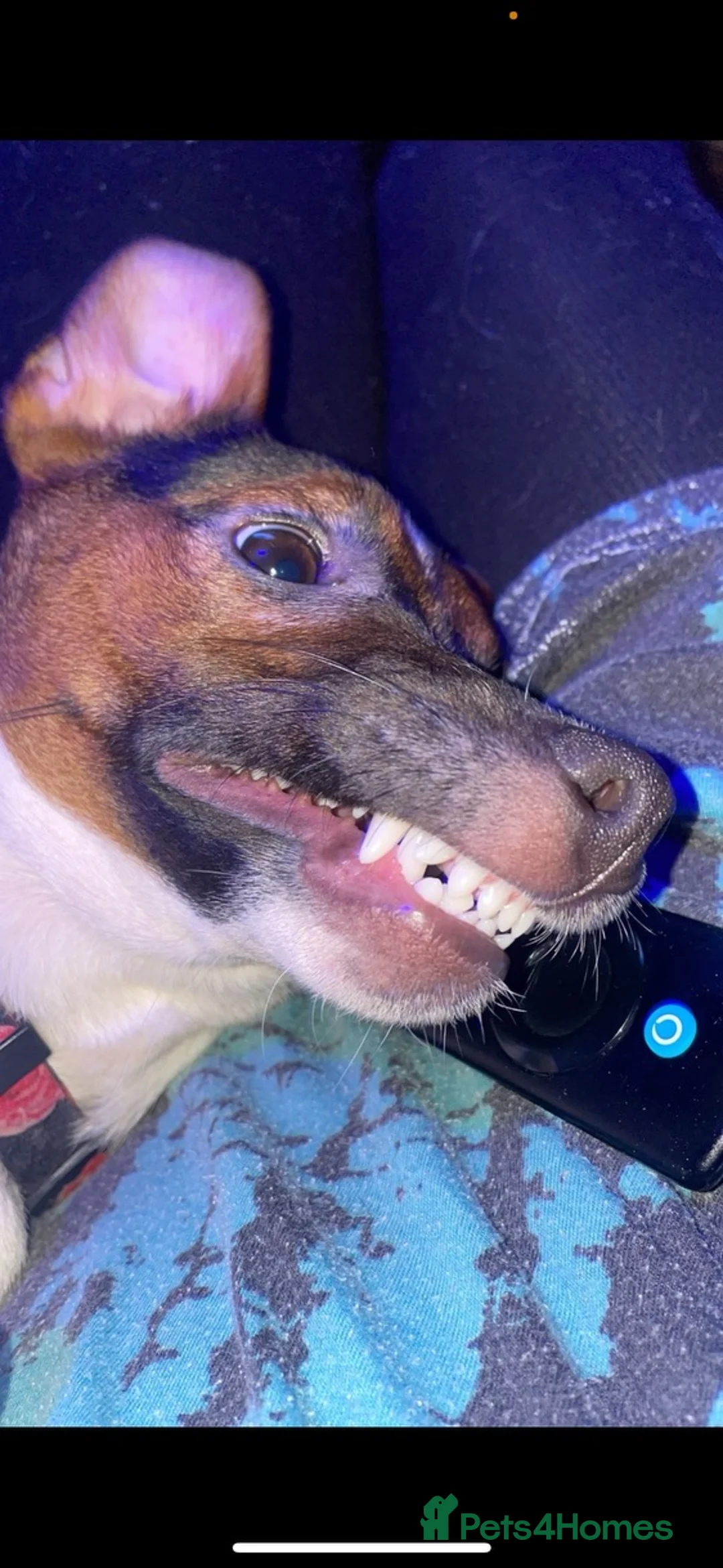 Jack Russell dogs for sale: Female Jack russell in Plymouth - Advert 3