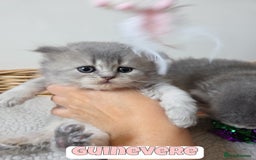 British Shorthair cats for sale: 🧡💙 British Longhair Babies 💙🧡 - Image 9