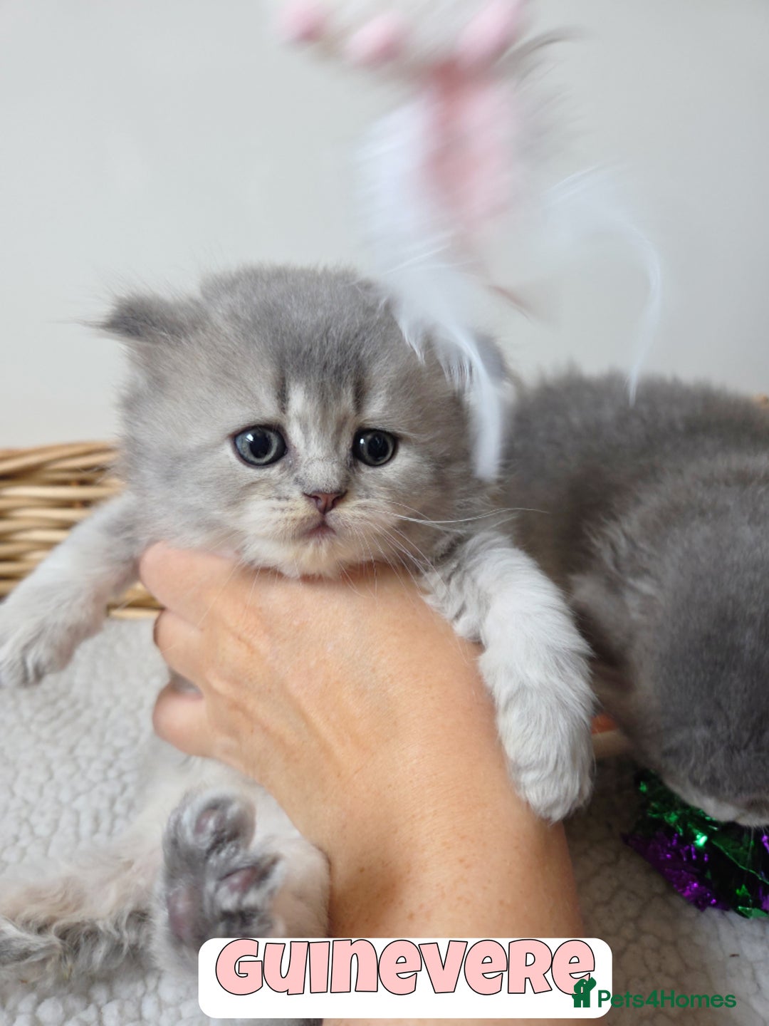 British Shorthair cats for sale: 🧡💙 British Longhair Babies 💙🧡 - Image 9