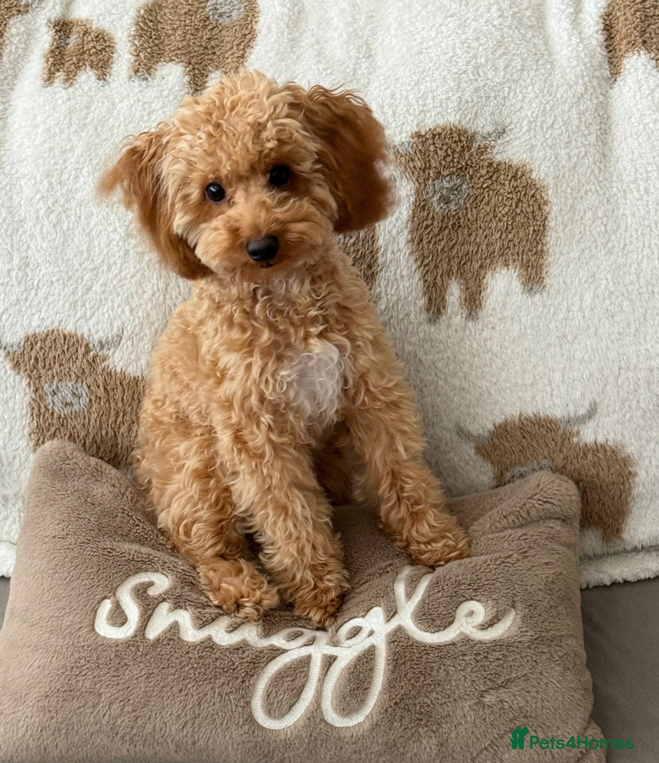 Cavapoo dogs 10 Month old beautiful baby girl available  - Advert 5
