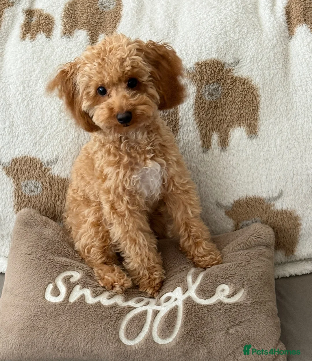 Cavapoo dogs for sale: 10 Month old beautiful baby girl available  - Advert 1