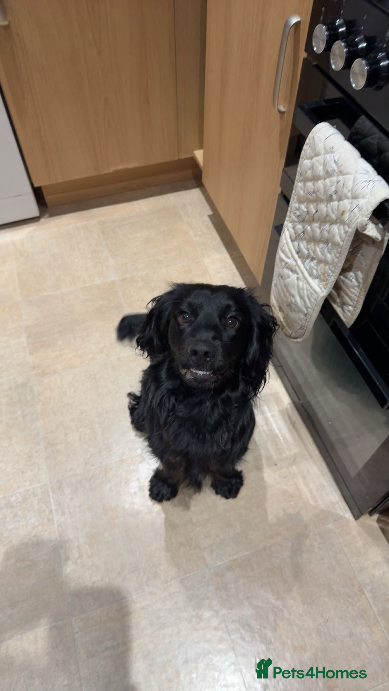 Cocker Spaniel dogs 1yr old cocker spaniel rehoming  in Barnstaple - Advert 1