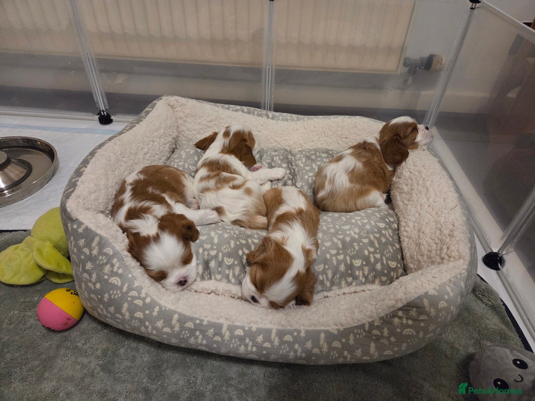 Cavalier King Charles Spaniel dogs for sale: Cavalier King Charles Spaniel 3 x puppies - Advert 26