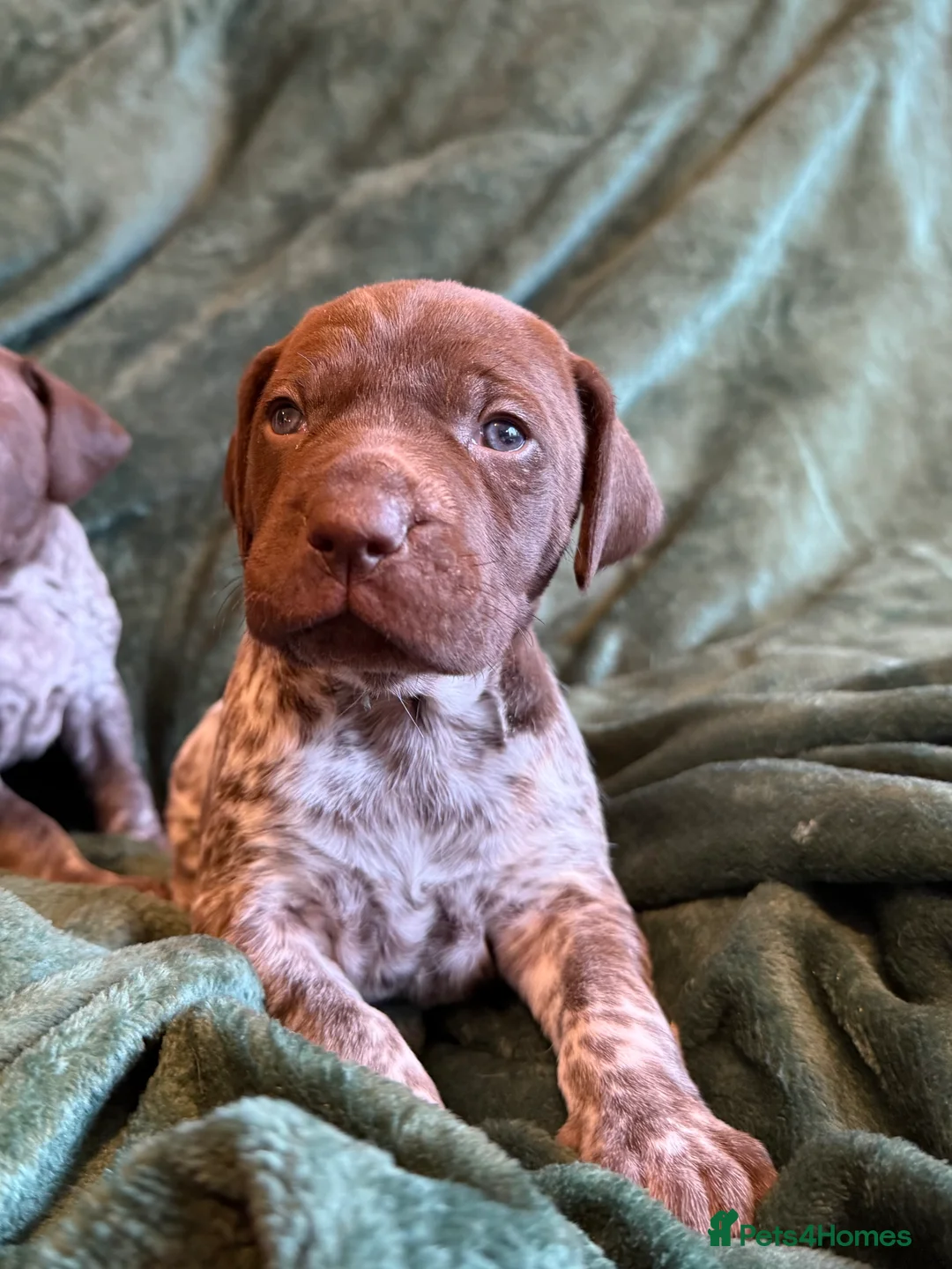 German Shorthaired Pointer dogs for sale: KC German Shorthaired Pointer Puppies - Advert 3