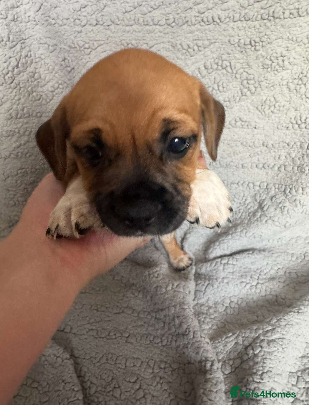 Puggle dogs for sale:  Puggle’s For Sale 🐶  - Image 6
