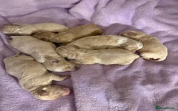 Maltipoo dogs for sale: BEAUTIFUL F1 MALTIPOO PUPPIES  - Image 5