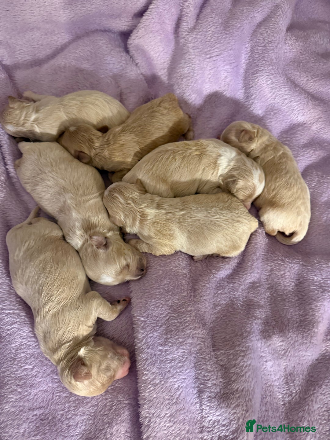 Maltipoo dogs for sale: BEAUTIFUL F1 MALTIPOO PUPPIES  - Image 5