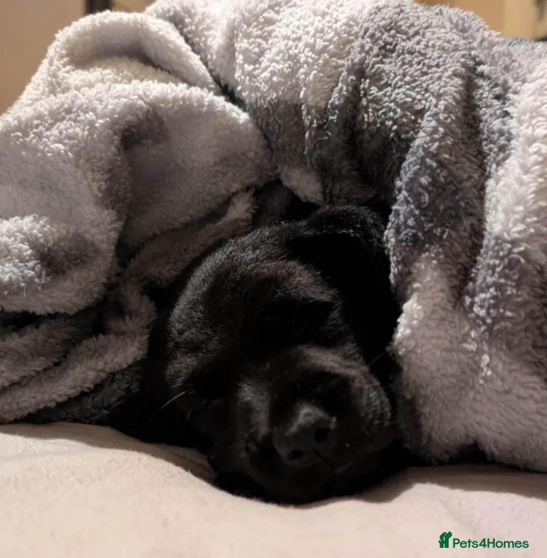 Goldador dogs for sale: Stunning Black Lab/Golden Retriever Puppies - Advert 26