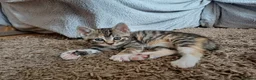 Mixed Breed cats for sale: 5 Stunning Domestic Kittens tabby orange stripe - Advert 20