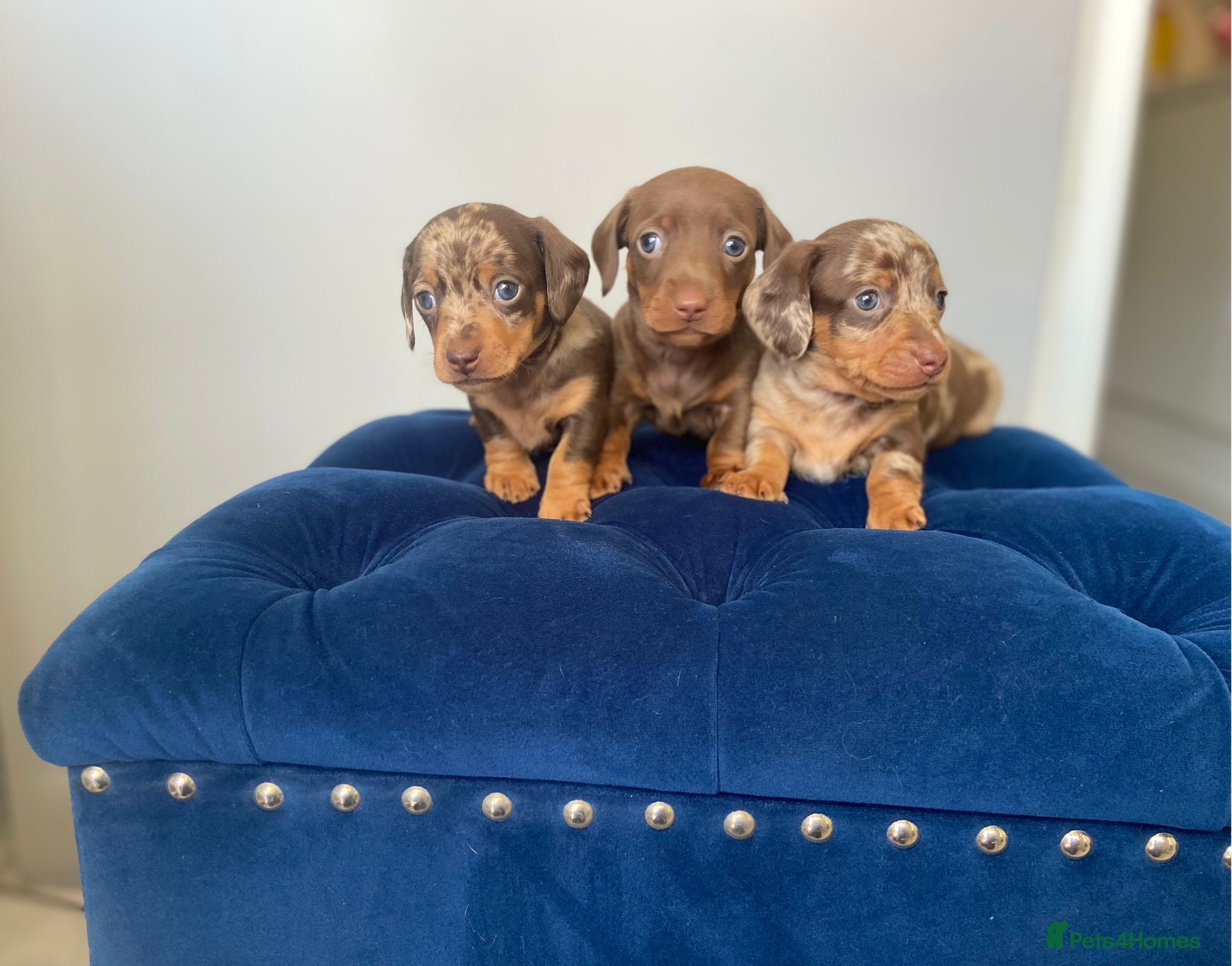 Miniature Dachshund dogs Kc fully health tested parents daxi boys - Advert 3