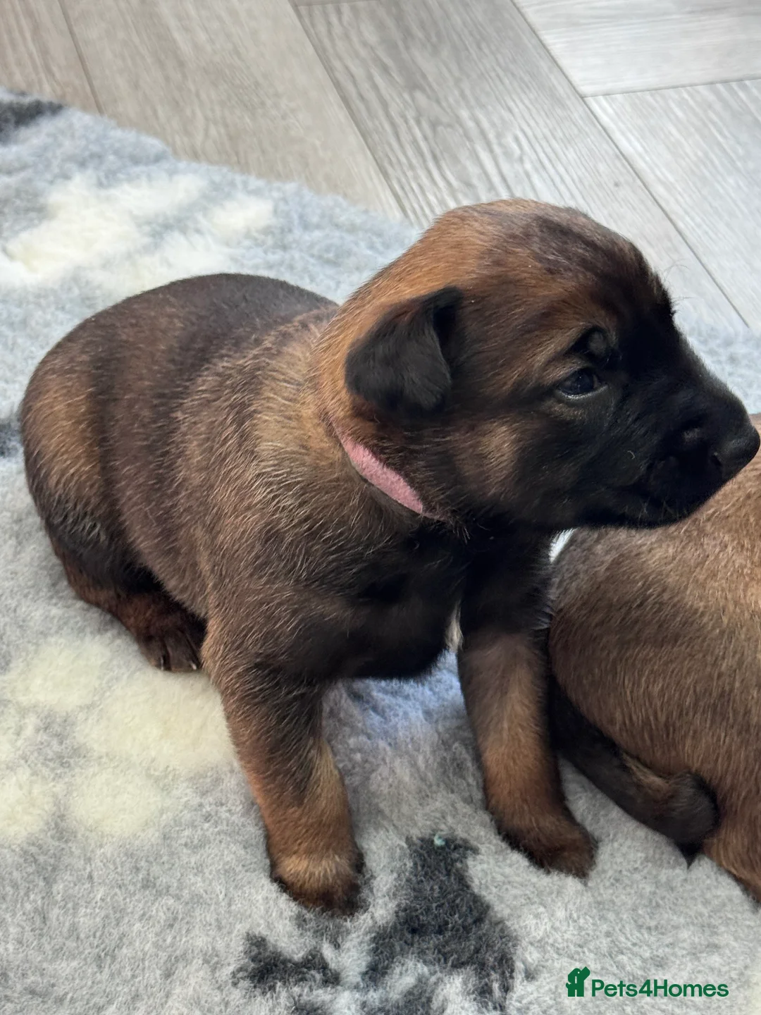 Belgian Shepherd Dog dogs for sale: Belgian Malinois Puppies - Advert 15