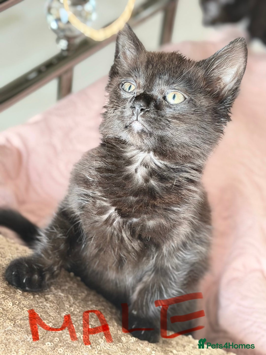 British Shorthair cats for sale: Purr-fect  **  Kittens Ready for new home - Advert 23